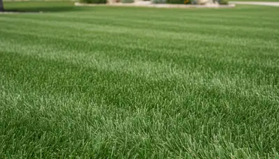 Close-up of freshly cut grass showing precise lawn mowing detail by pros in San Antonio, TX