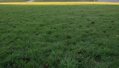 San Antonio TX lawn recovering after aeration treatment with healthier turf and visible soil core breakdown