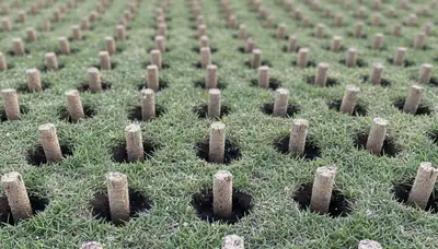 Close-up of soil core plugs after lawn aeration on a San Antonio TX yard by Chop Chop Landscaping